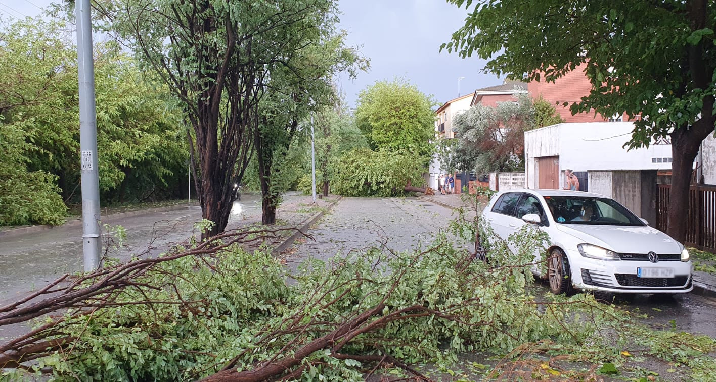 Allau d'arbres caiguts a causa de la tempesta